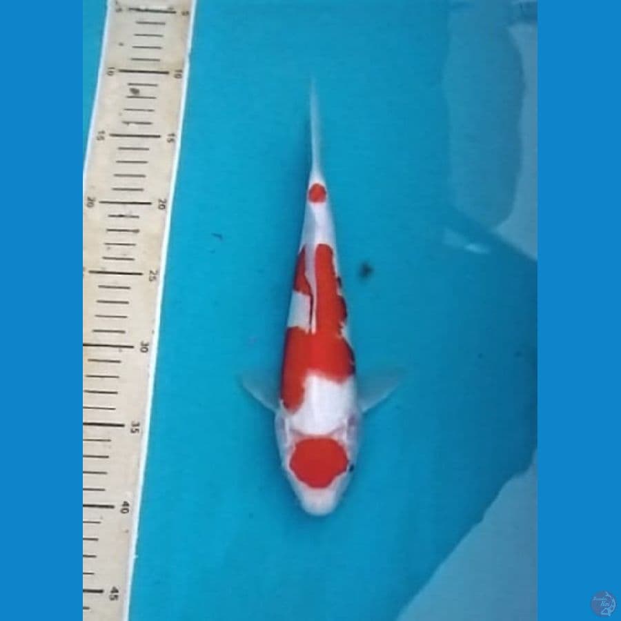 OB Nol Kohaku Maruten Super White 30bu