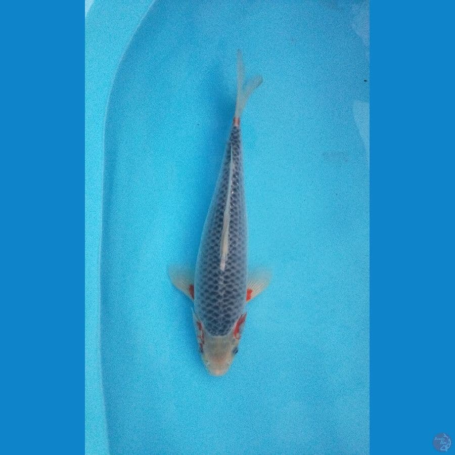 Asagi 35 cm Female
