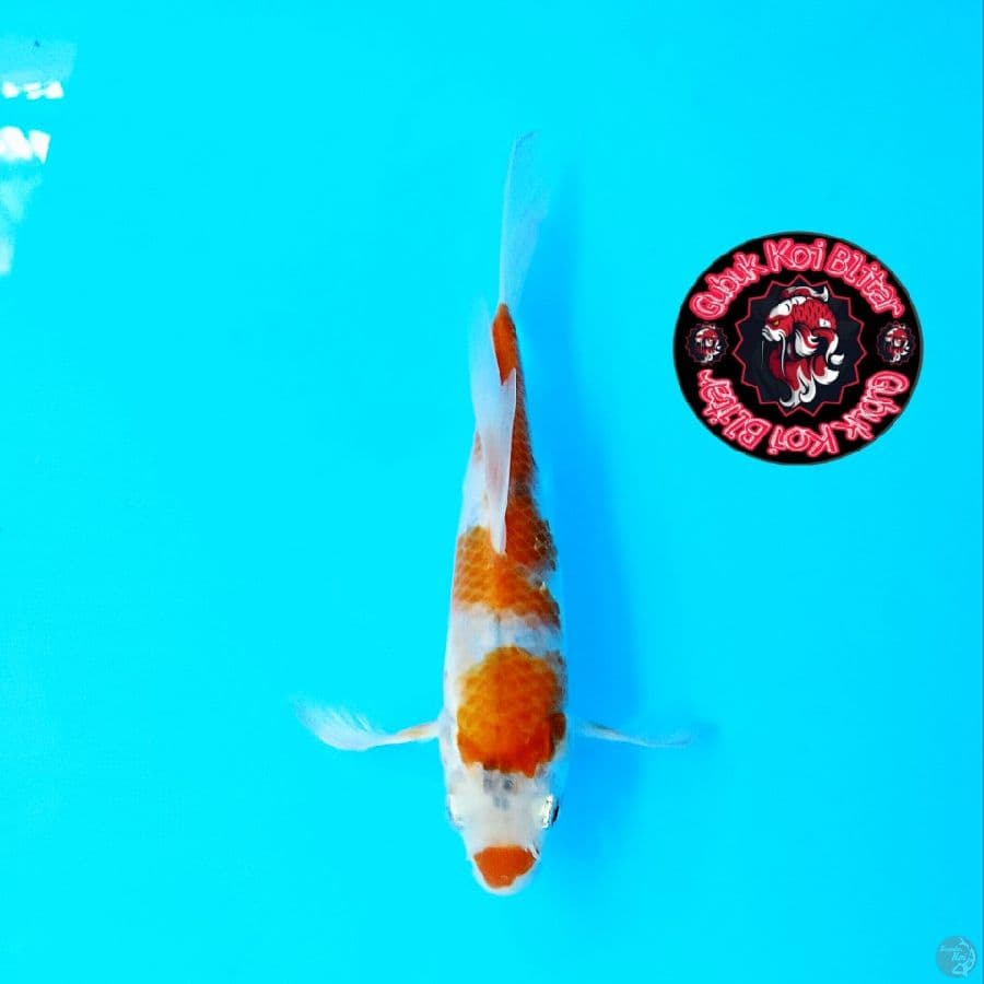 Inku 3 ~ Kumpay Goshiki ori 25 cm