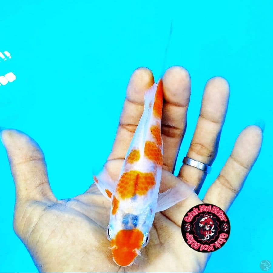 Inku 4 ~ Kumpay Goshiki Ori 17 cm
