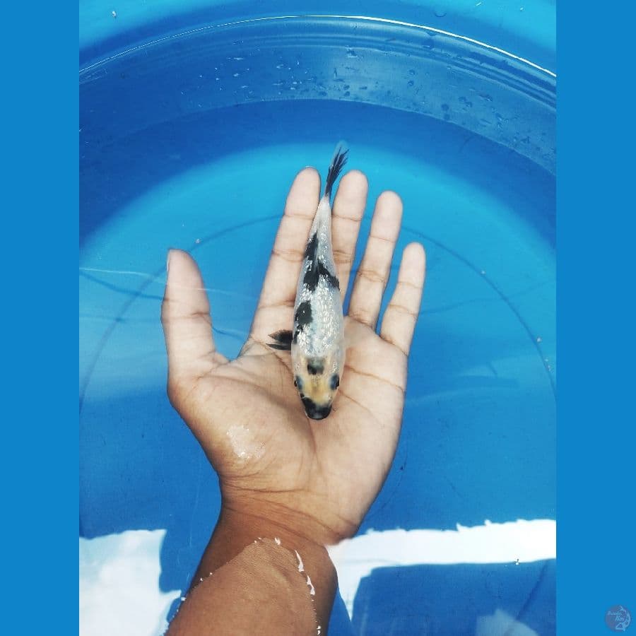 Shiro Gindrin padat 15 BU