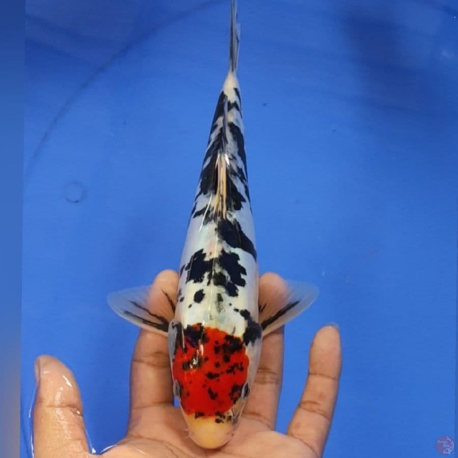 TC SOWA DOID 24CM