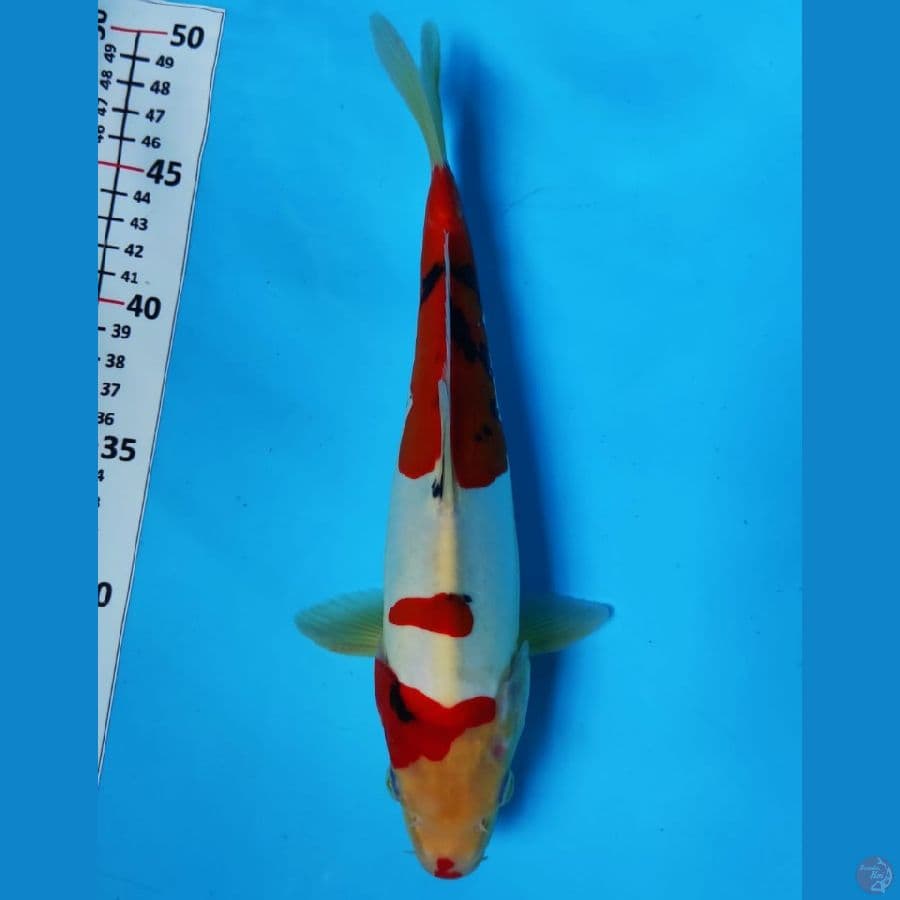 SENTAKU 4 ~ DOITSU SANKE 28CM/MALE