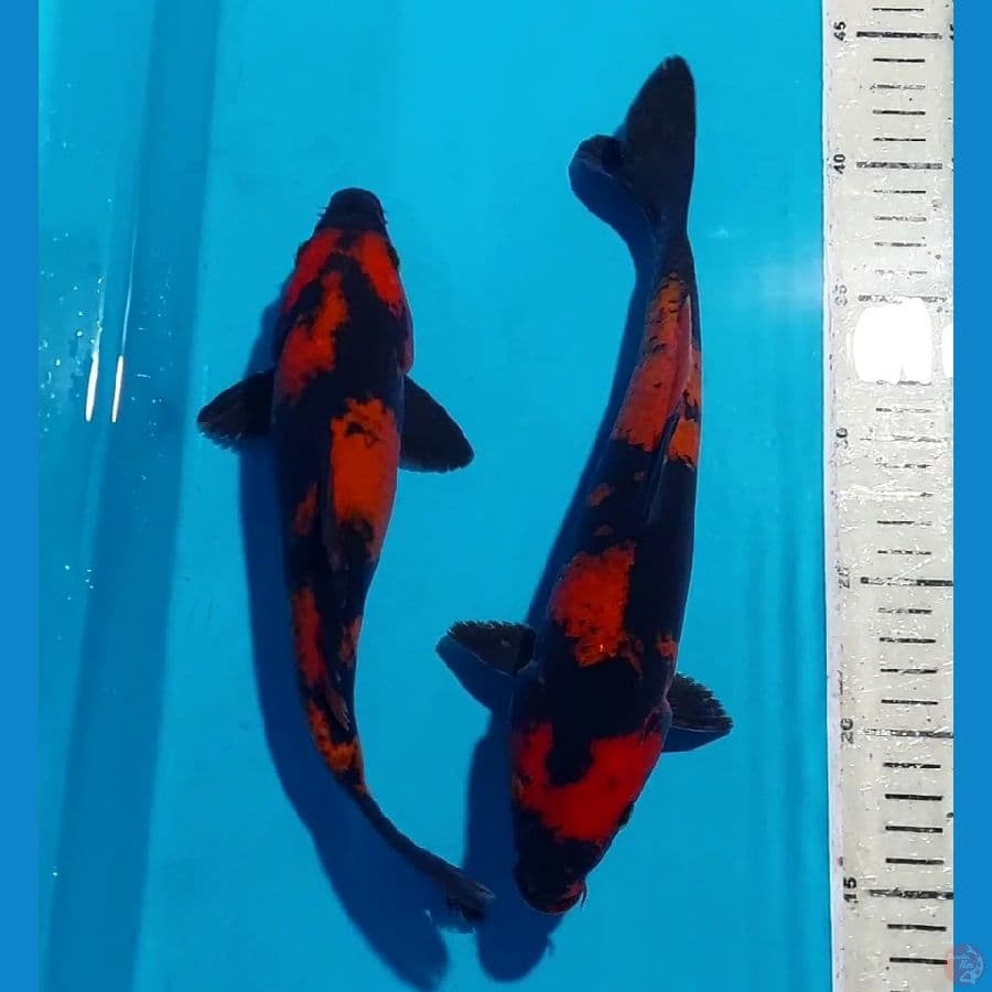 HI UTSURI SQ 25 & 28 CM