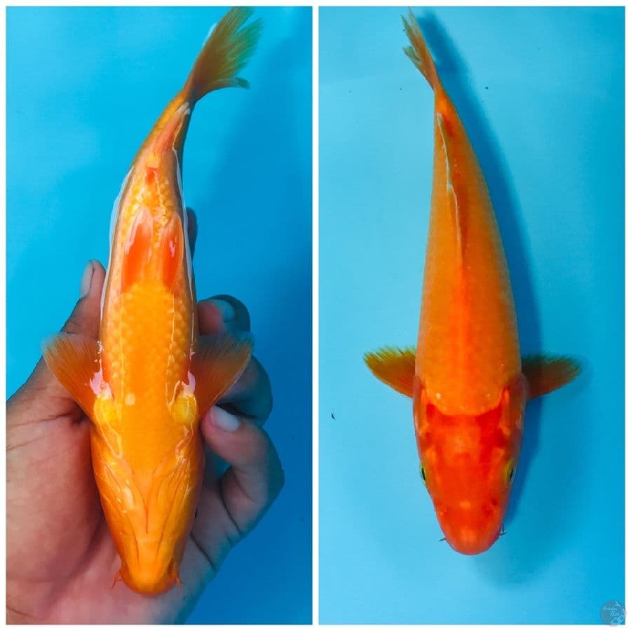 benigoi, 22 cm