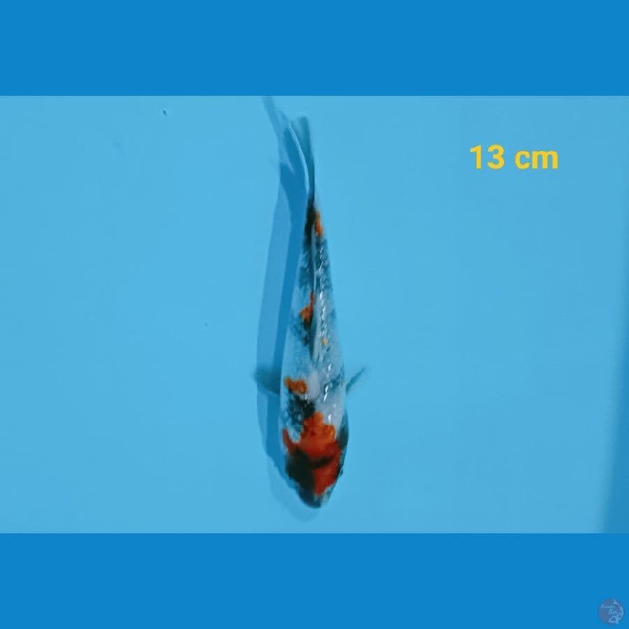 Kindai ginrin 13 cm