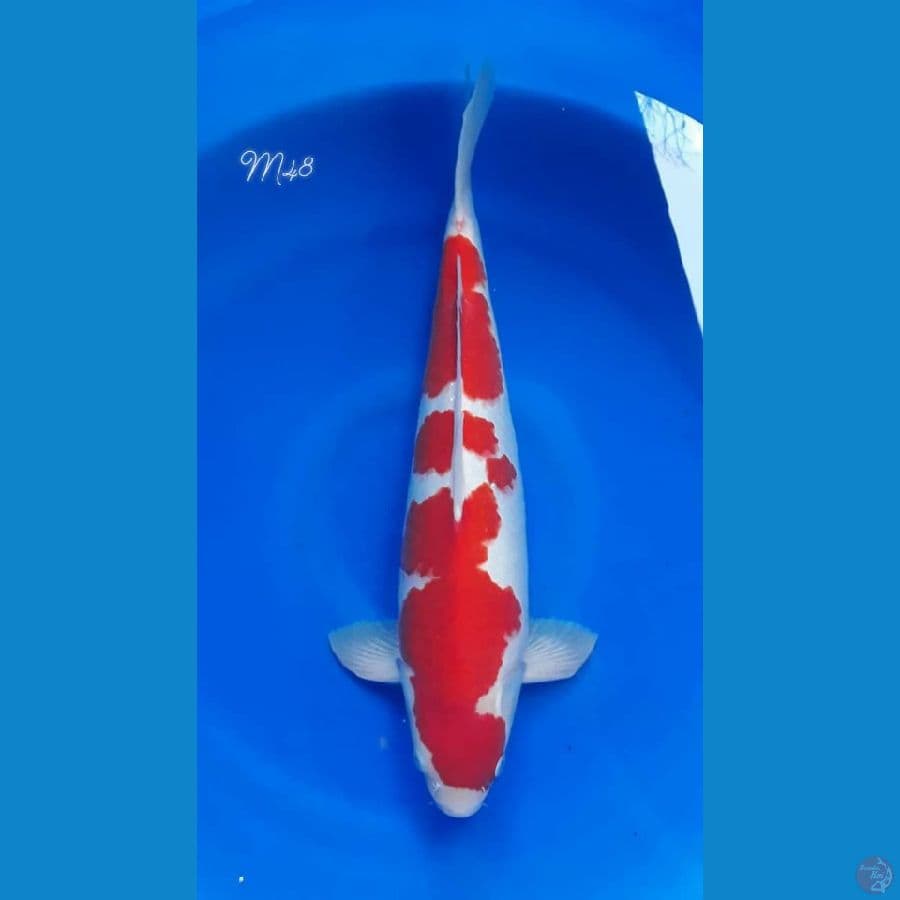 Kohaku HQ Male 48