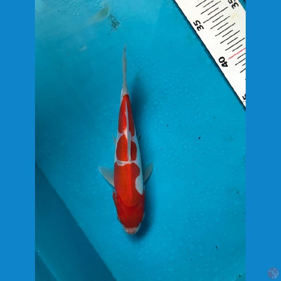 doitsu murni 20cm