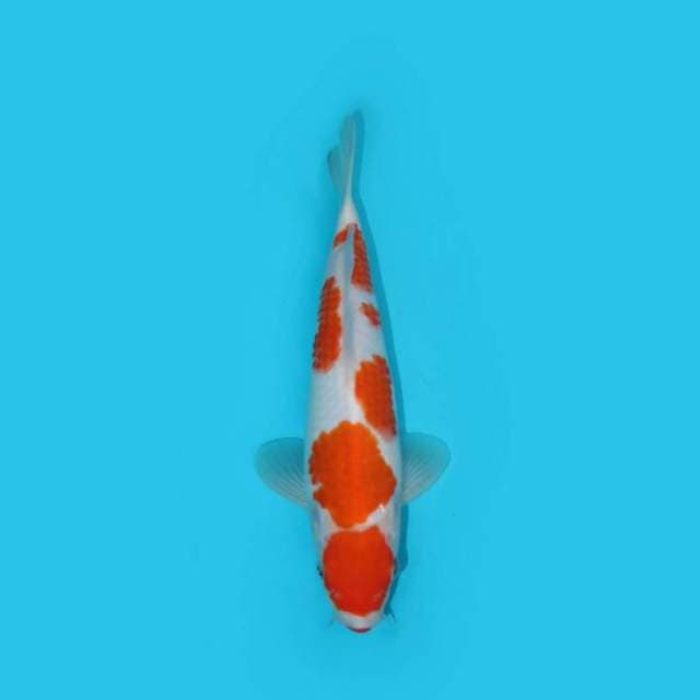 MARUTEN KOHAKU F1