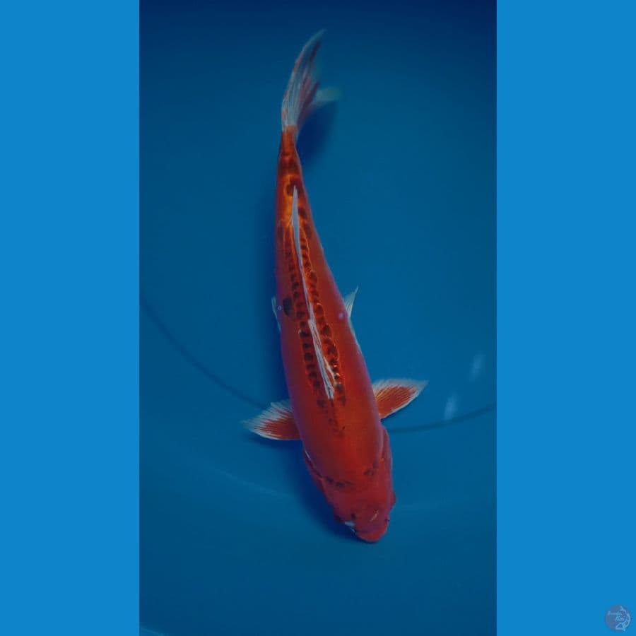 kujaku Doit 35cm