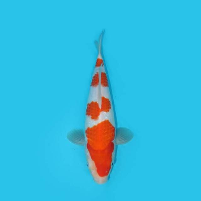 KOHAKU F1 YONDAN