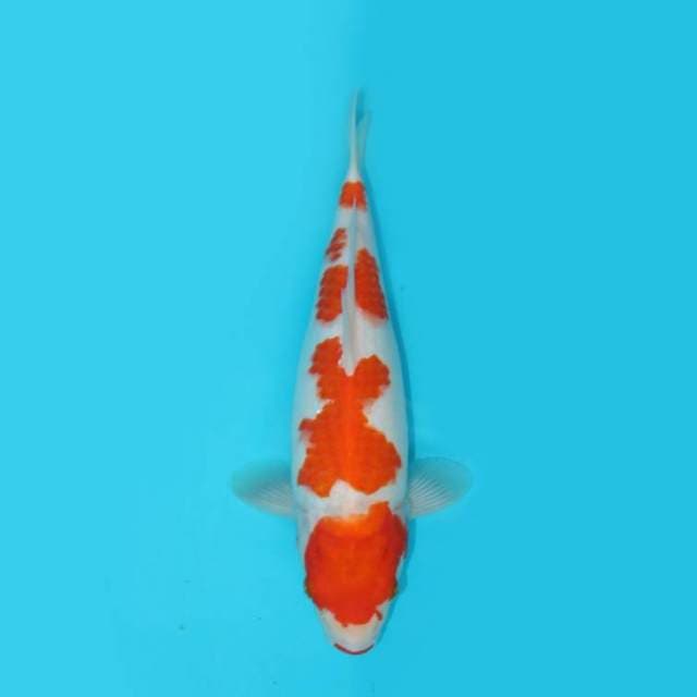 KOHAKU F1 GOOD PATTERN