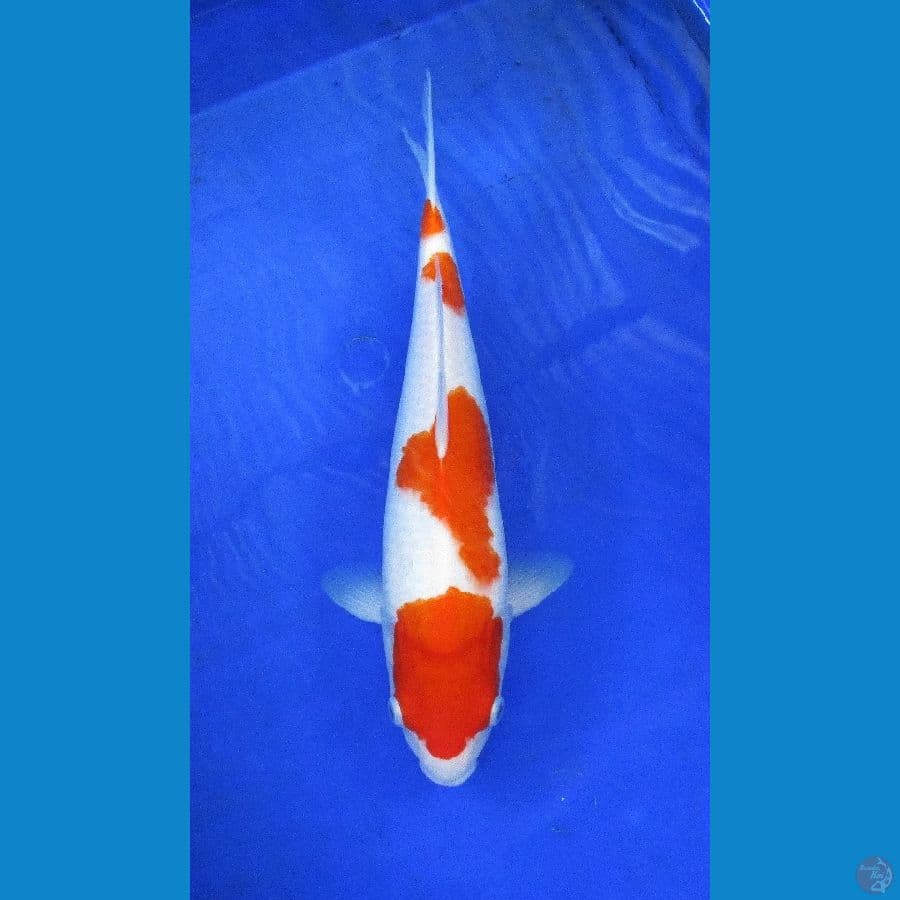 kohaku ±32cm
