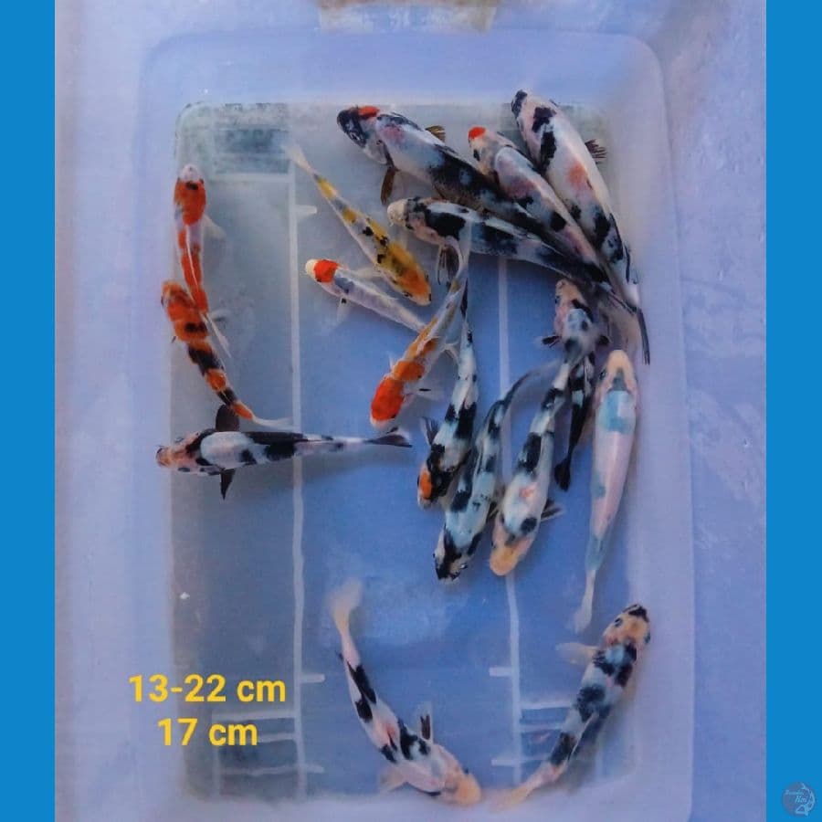 Mix Koi | 13-22 cm 17 ekor | uncheck