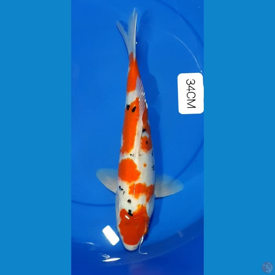 Maruten Sanke 34CM