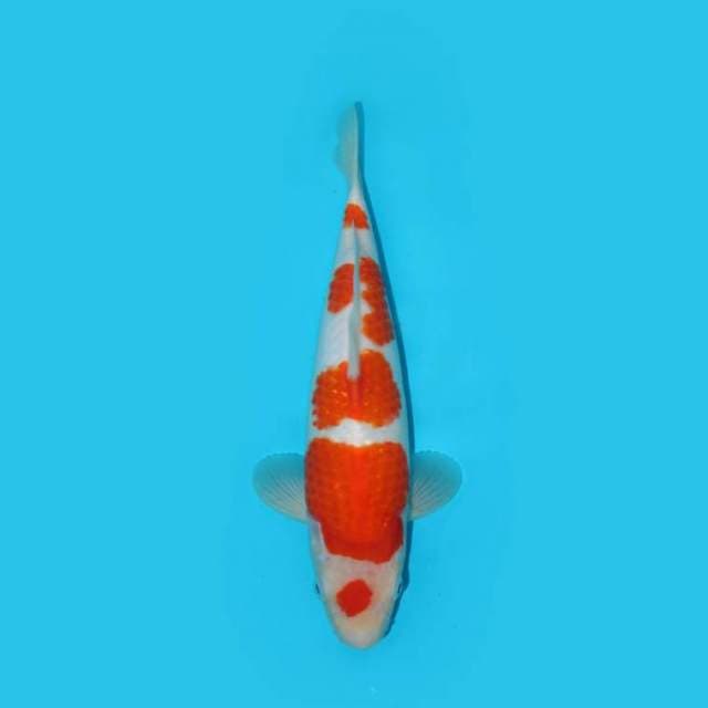 KOHAKU F1 MARUTEN GOOD