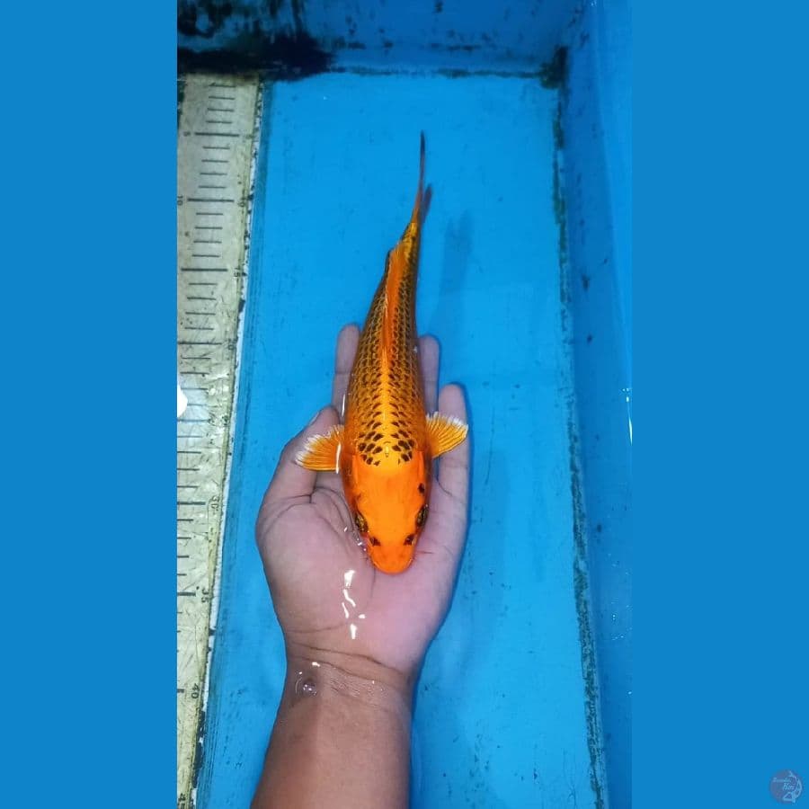 Matsuba 25cm