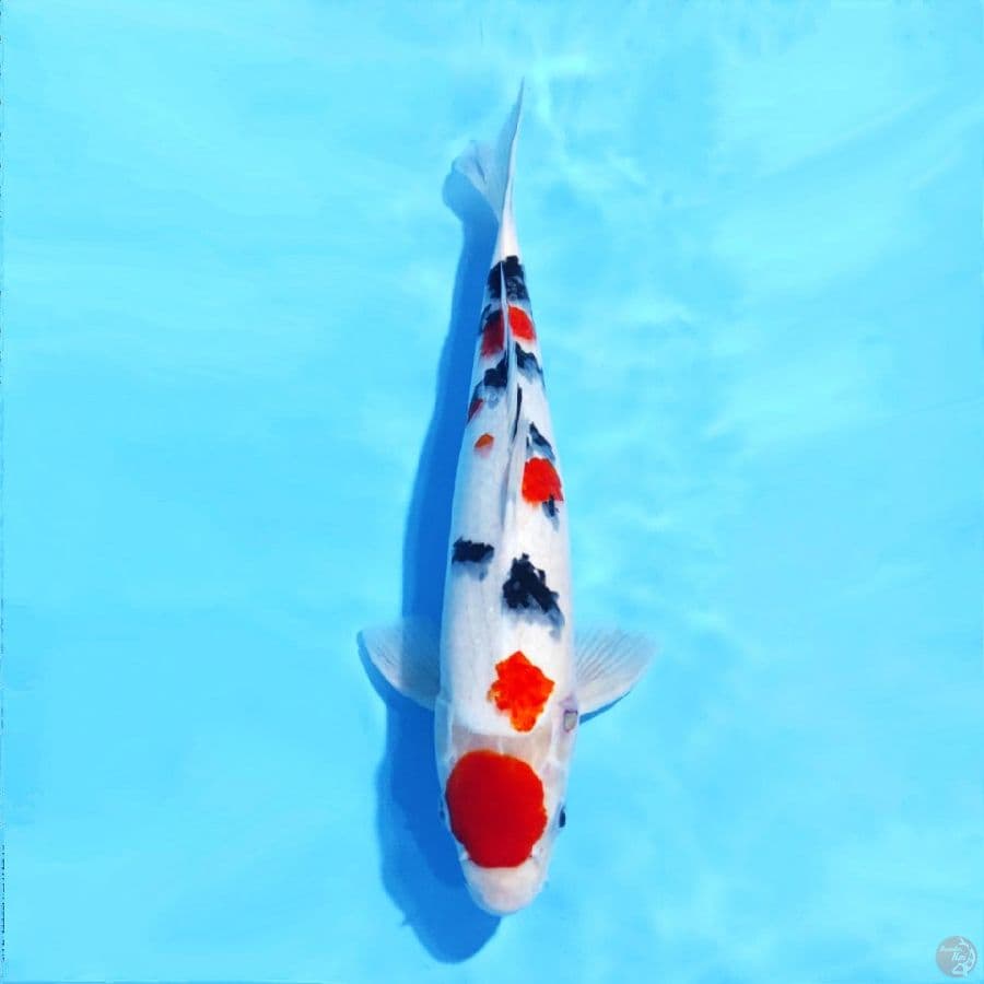 5. M40cm Maruten Taisho sanke tsubosumi HQ