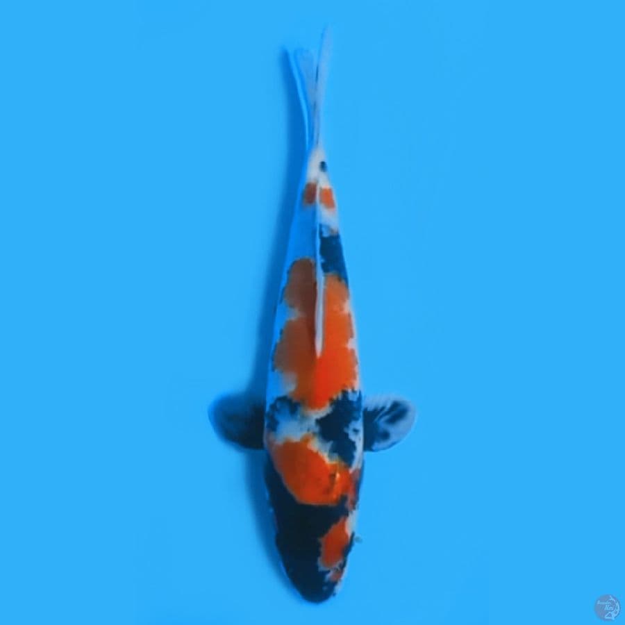 SHOWA 30cm FEEMALE