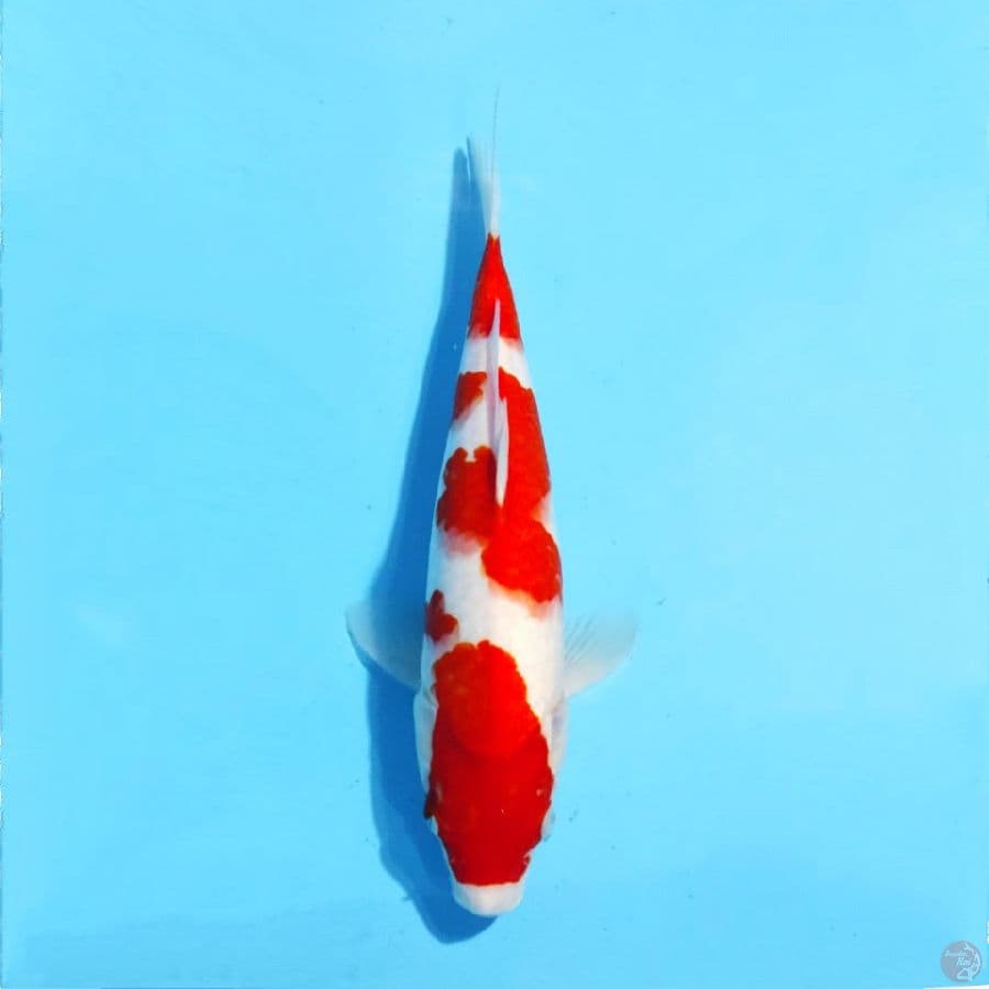 7. F30cm kohaku