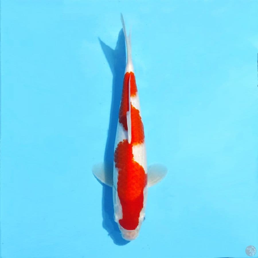 8. F33cm Inazuma kohaku