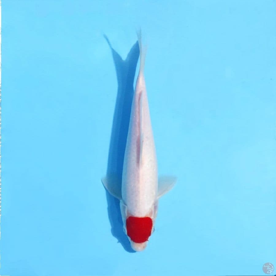 10. M25cm Tancho kohaku merah