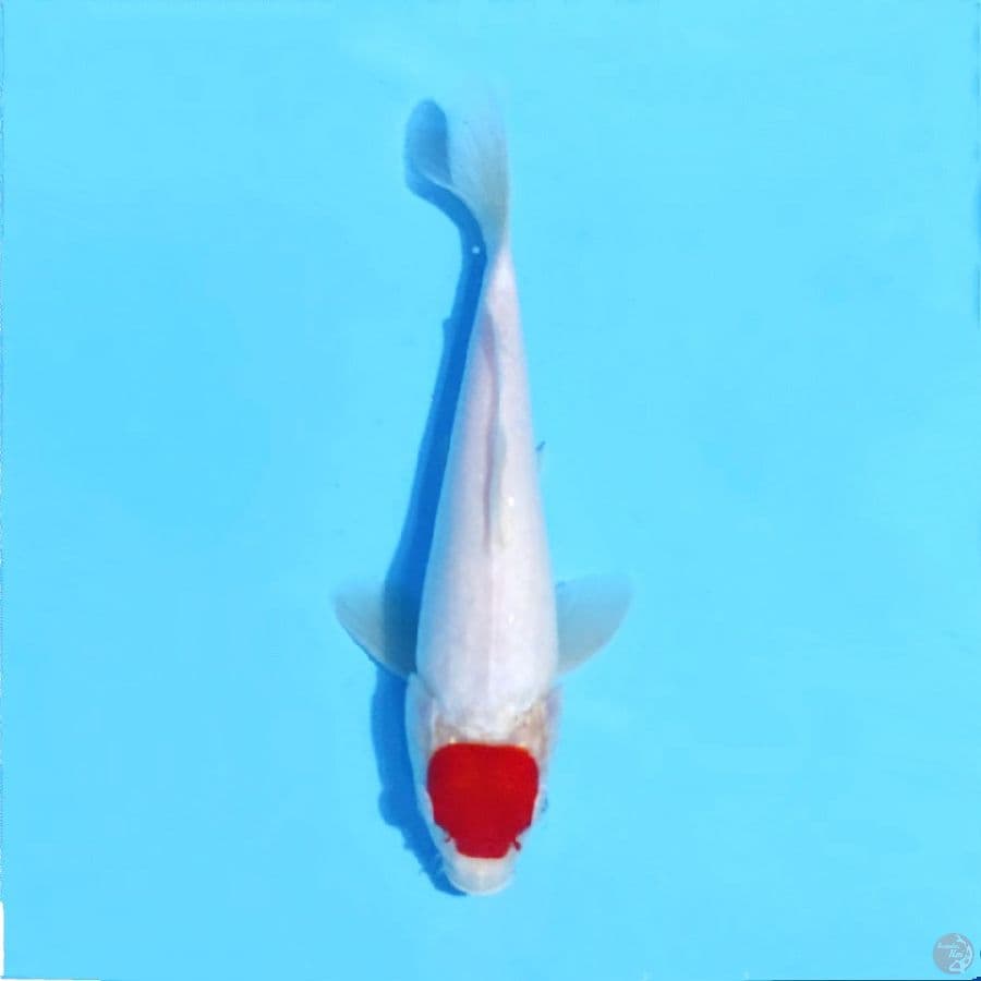 11. F25cm Tancho kohaku