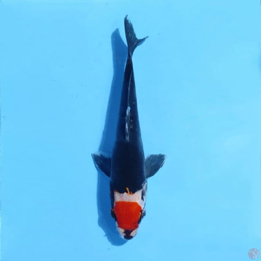 12. F27cm Tancho benikumon