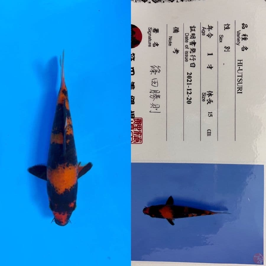 SHINODA HIUSTURI 20cm