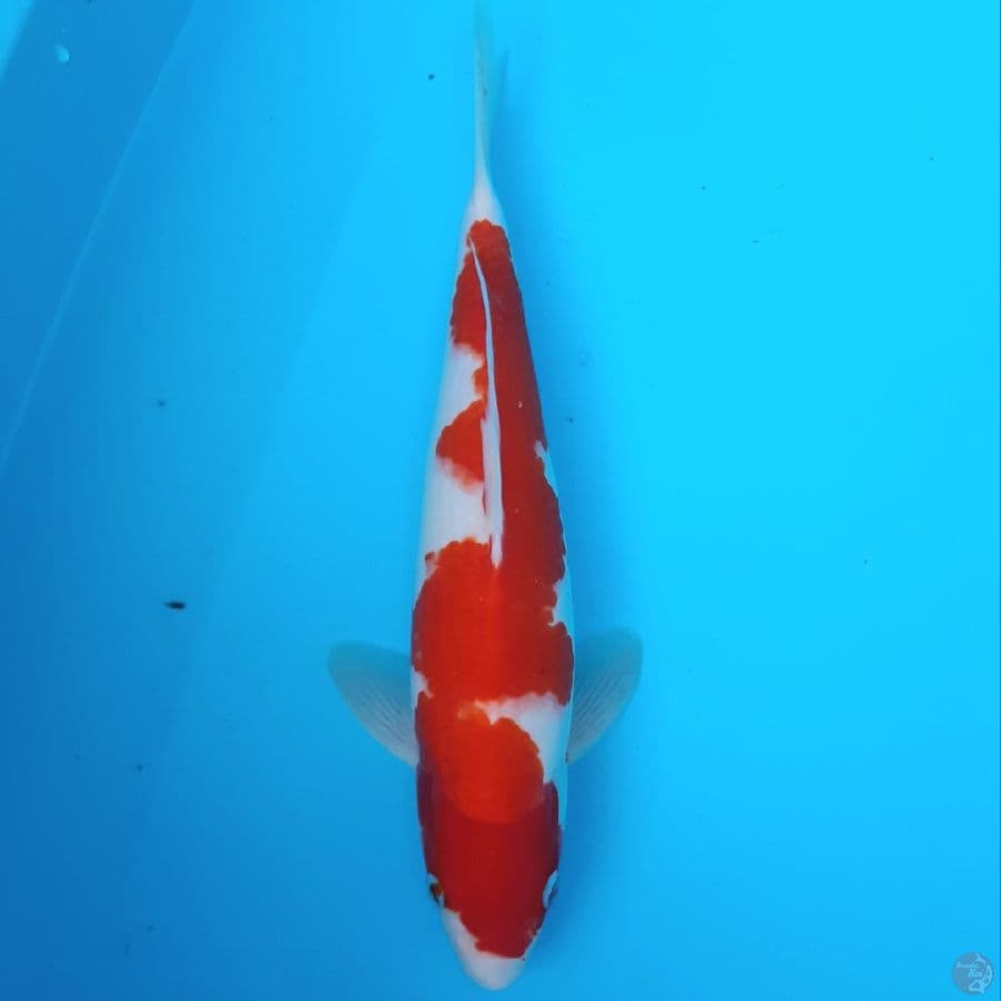 Kohaku Inazuma