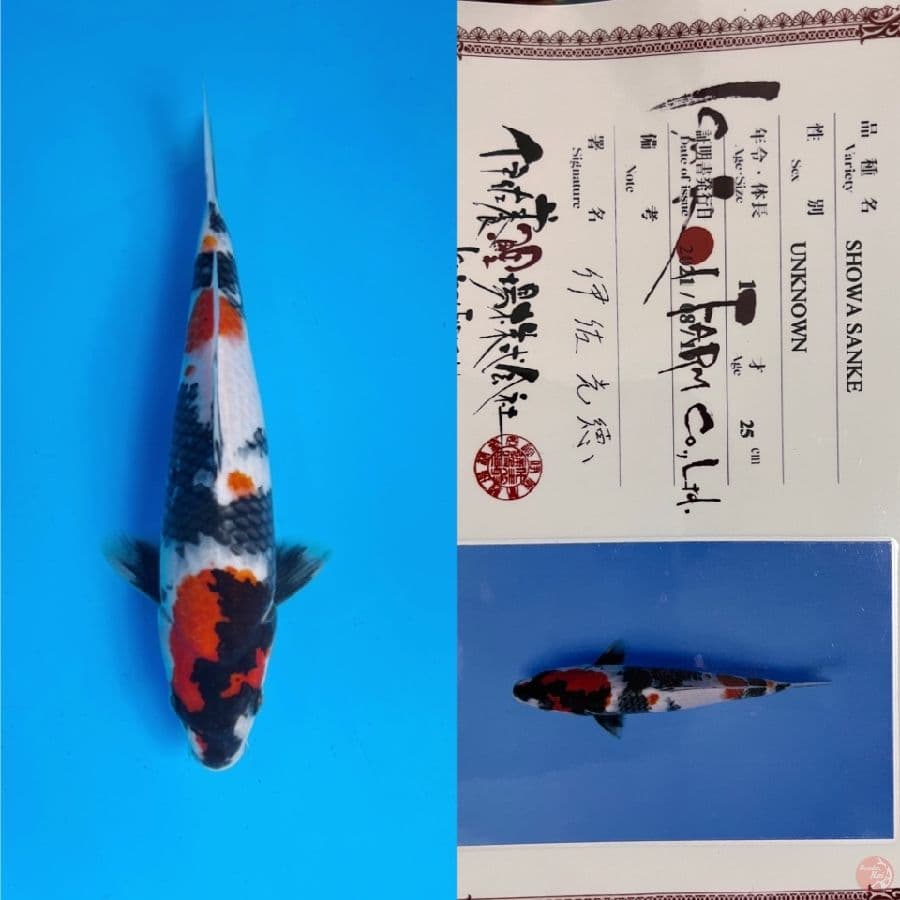 ISA SHOWA 30cm