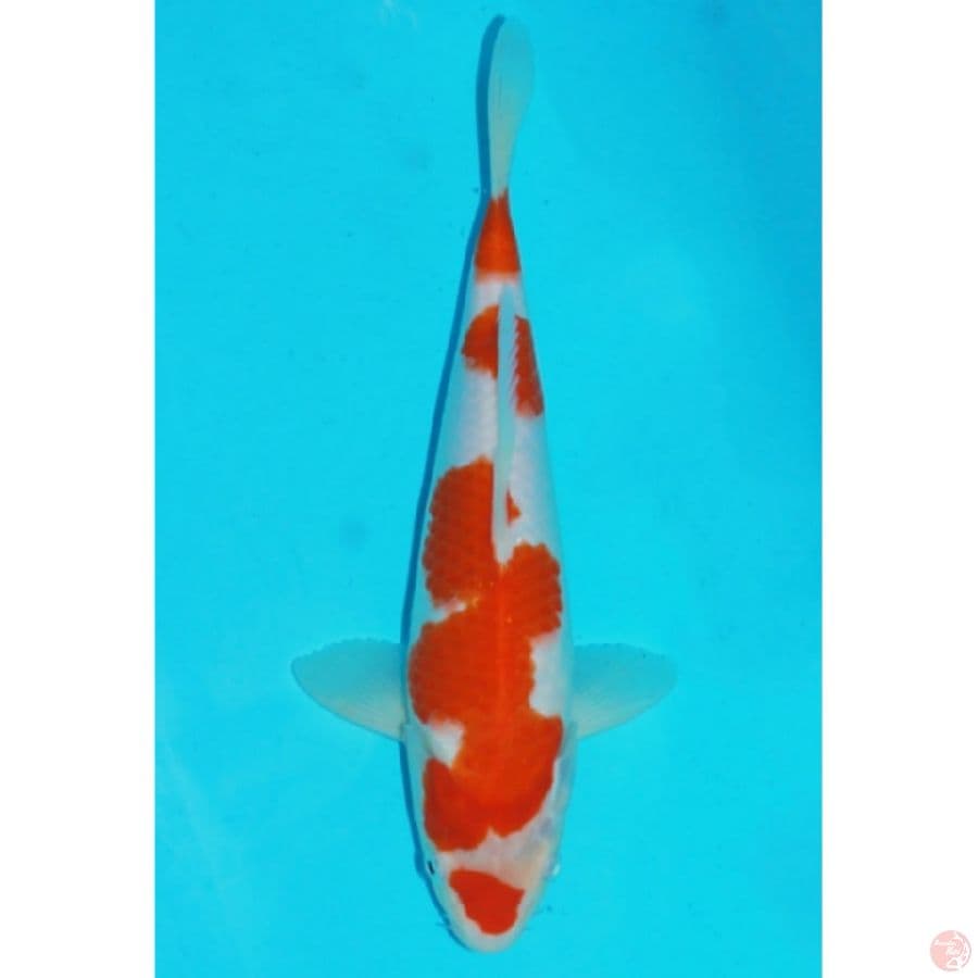 kohaku baby face kucibeni 27cm male
