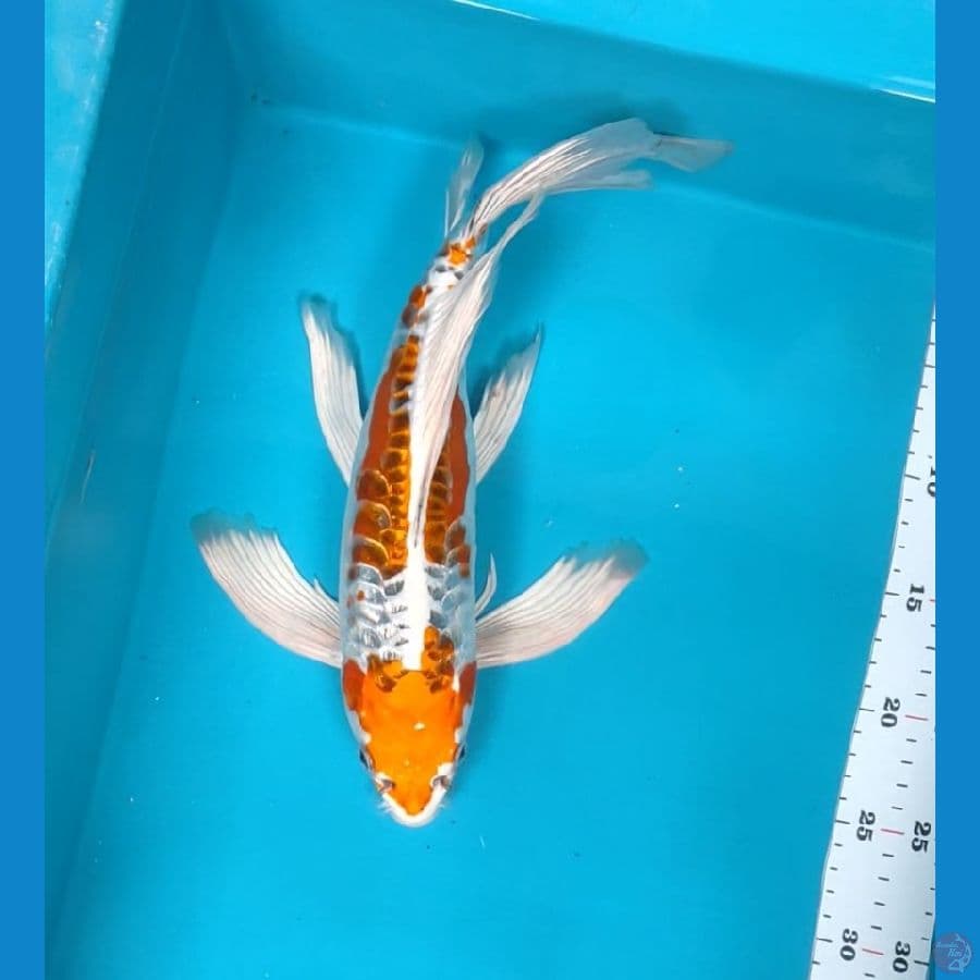 kumpay kiko 36cm