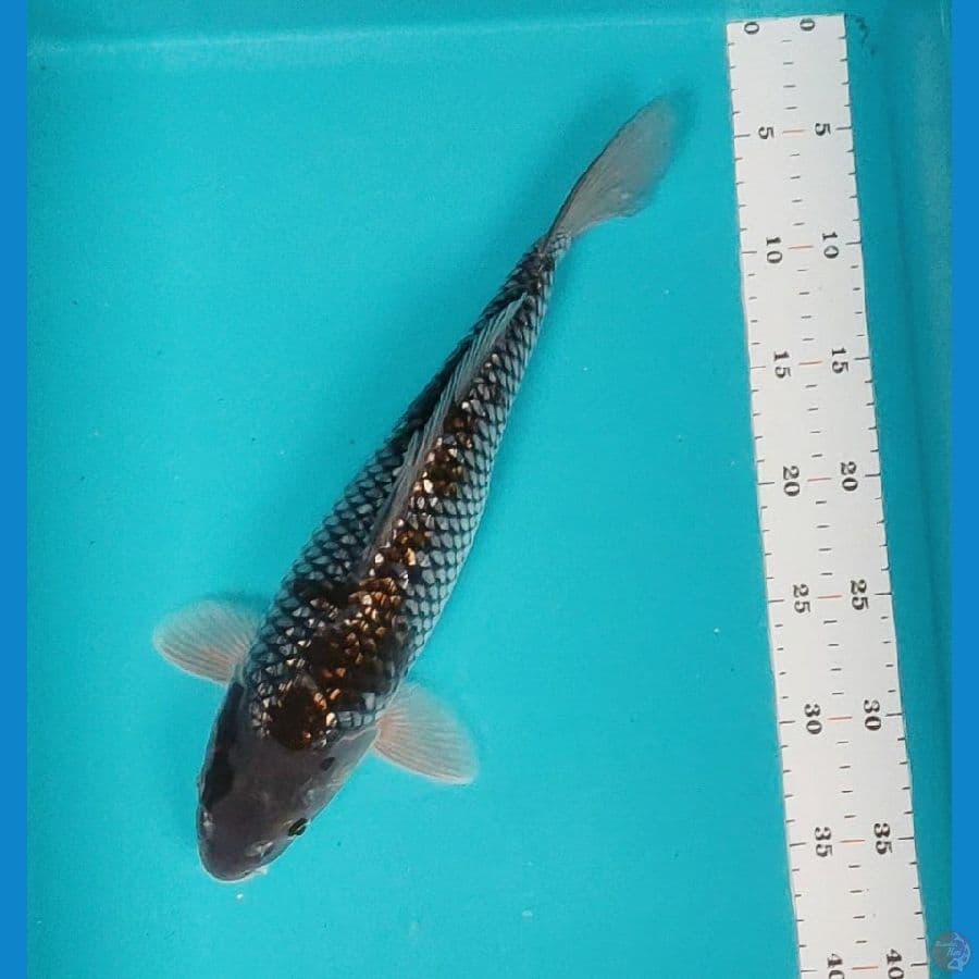 ochiba ginrin 36cm