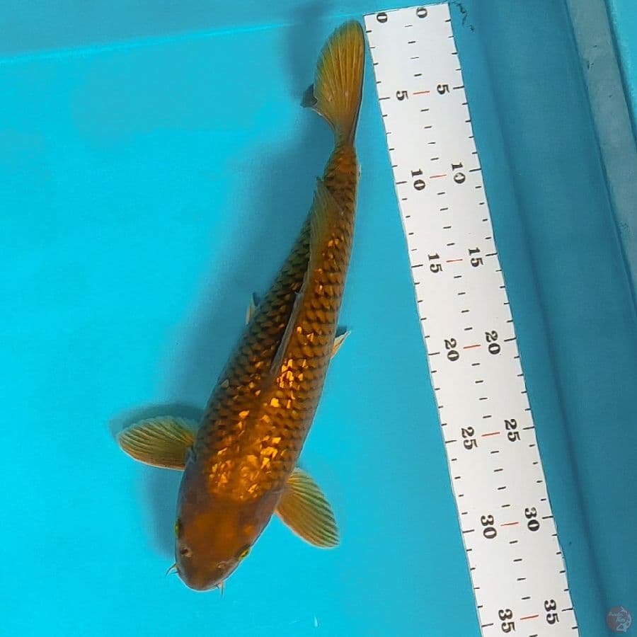 chagoi ginrin 30cm male