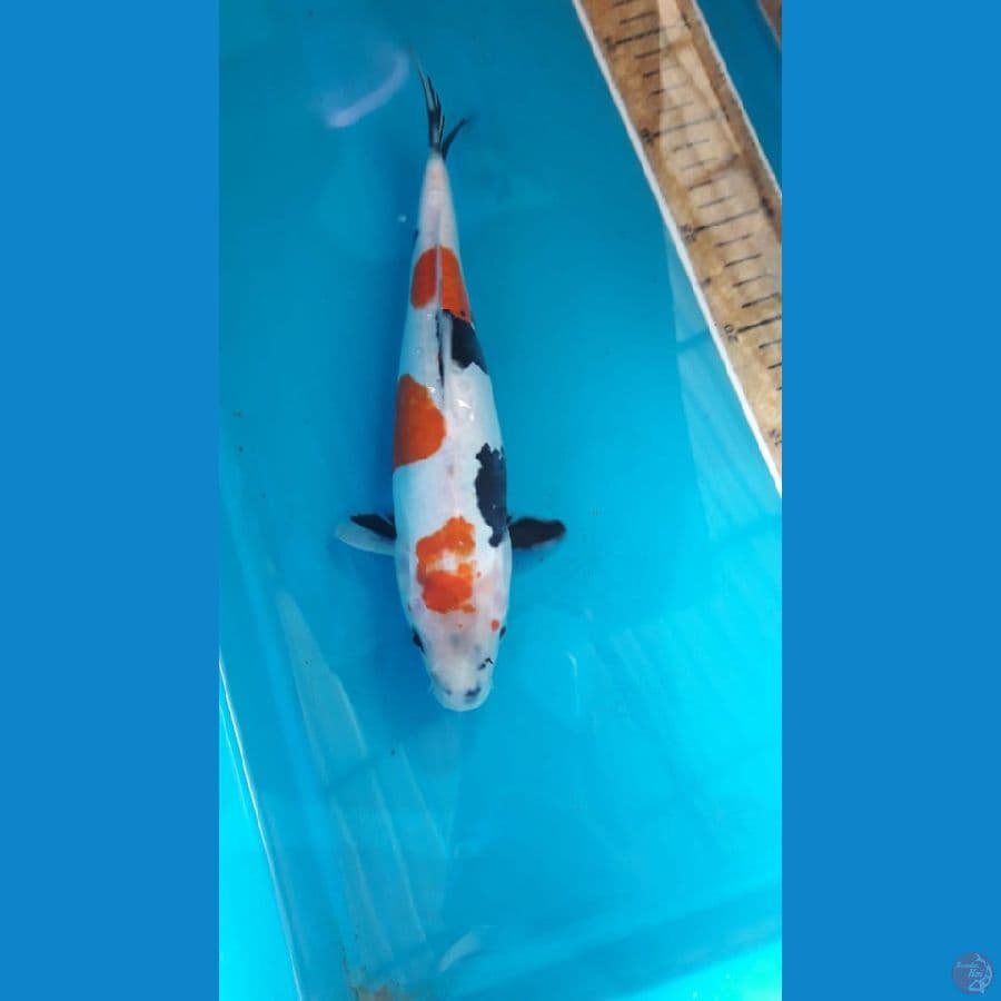 Showa doitsu 28 cm