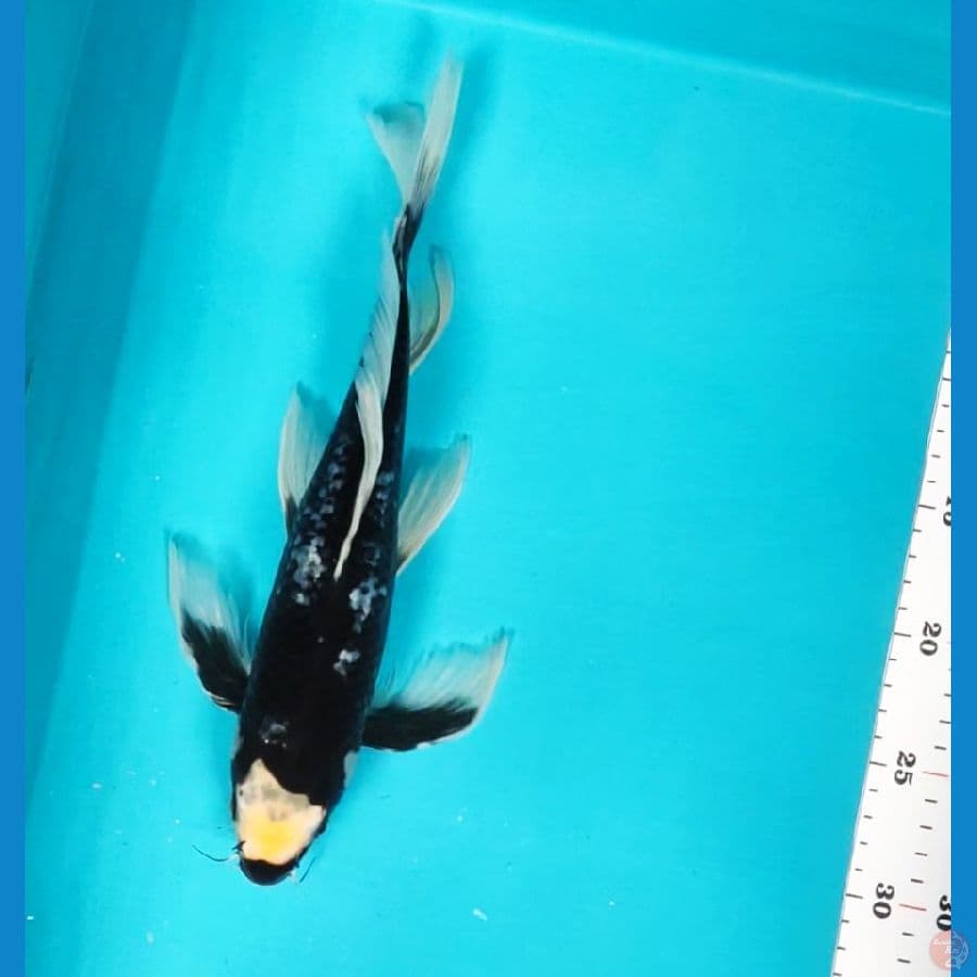 kumpay kawari 30cm