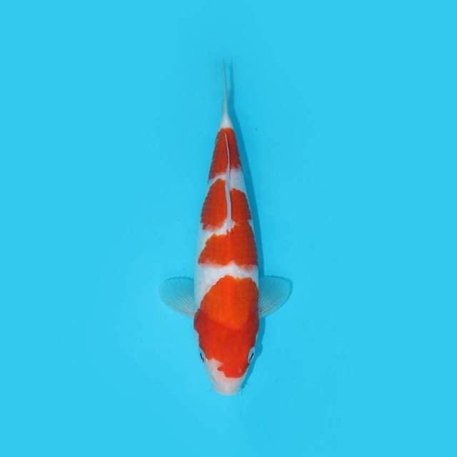 KOHAKU F1 GOOD