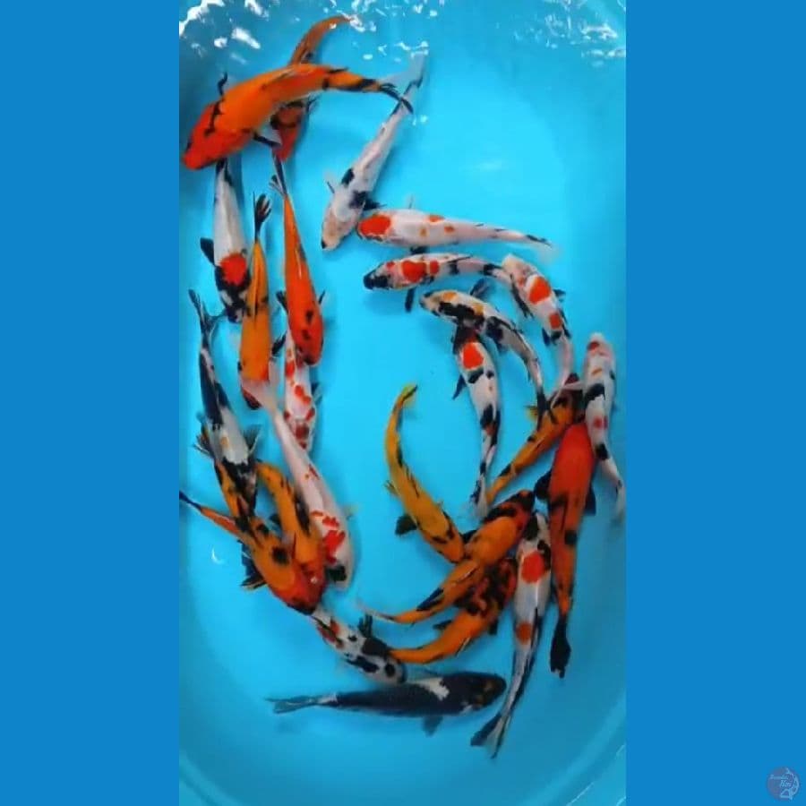 * PAKET MIX//25 EKOR/29-26 CM*