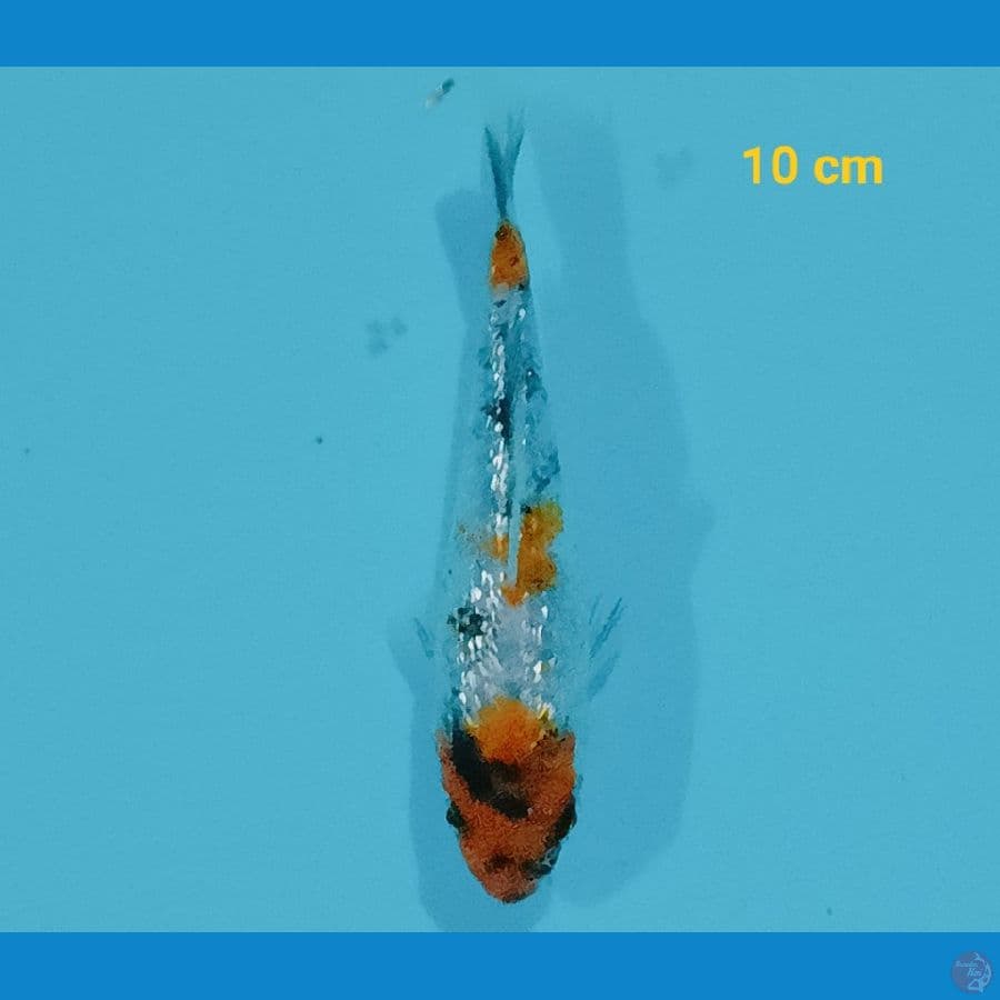 step 3 ginrin 10 cm