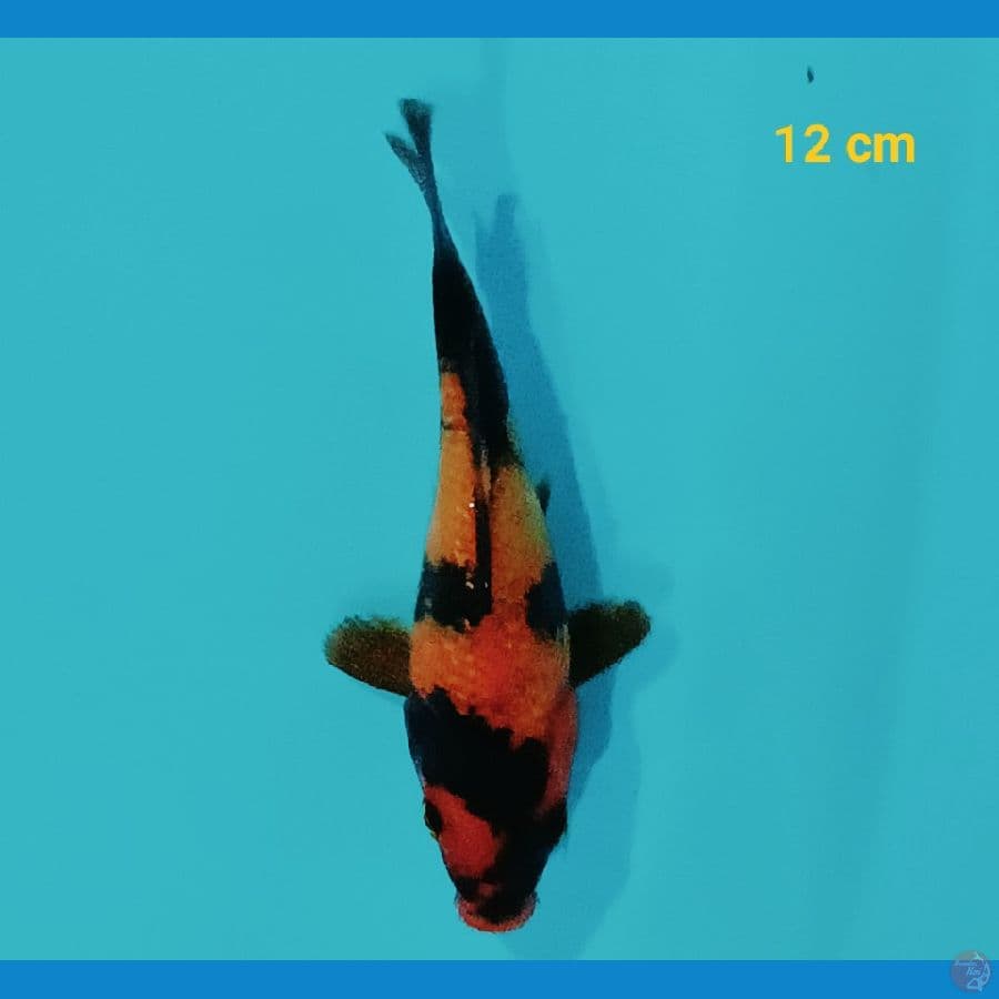shot body ginrin 12 cm