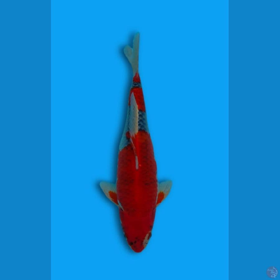 Red Goshiki