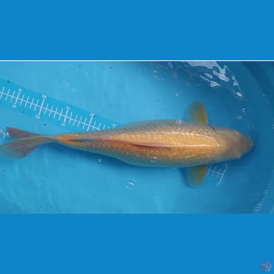karashi ginrin mata merah 50cm