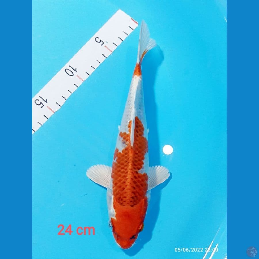 KUJAKU 24 CM