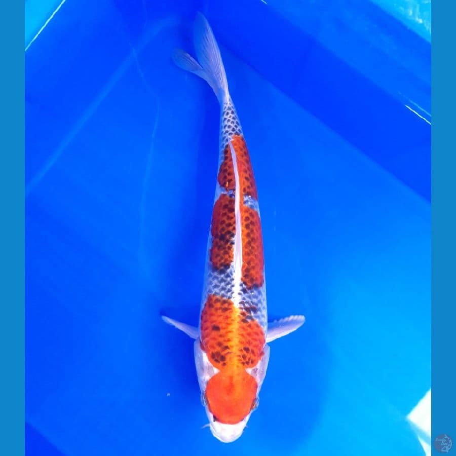 Kujaku 35cm