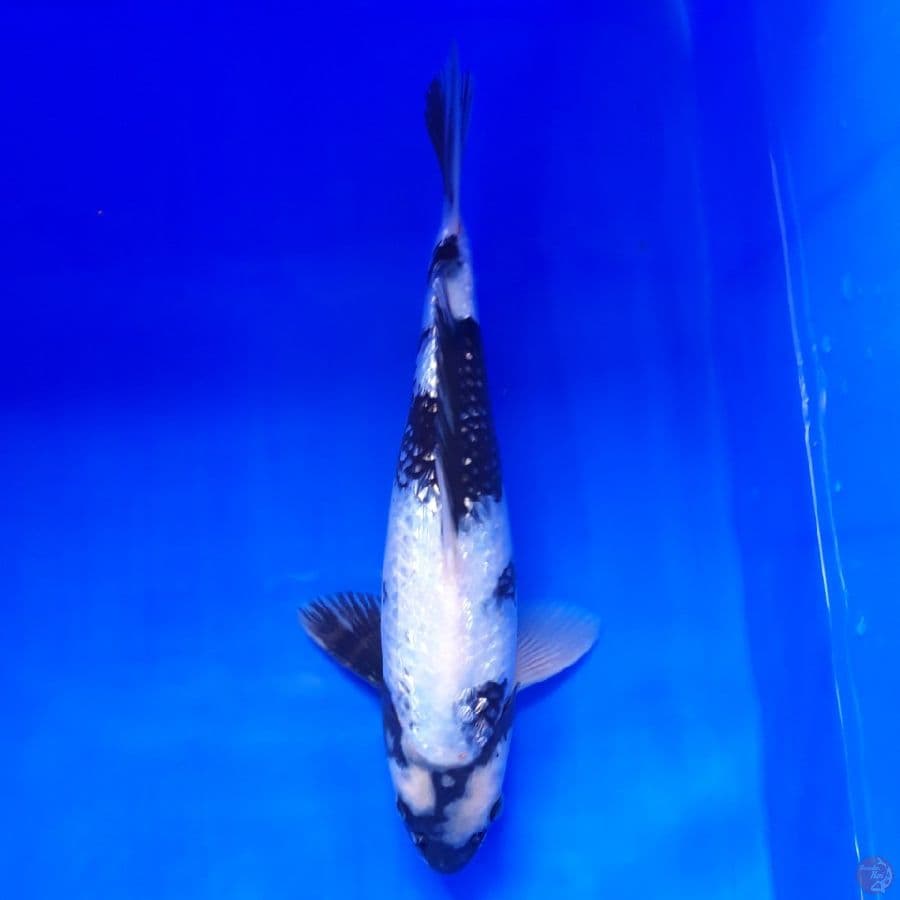 Shiro Ginrin 28cm