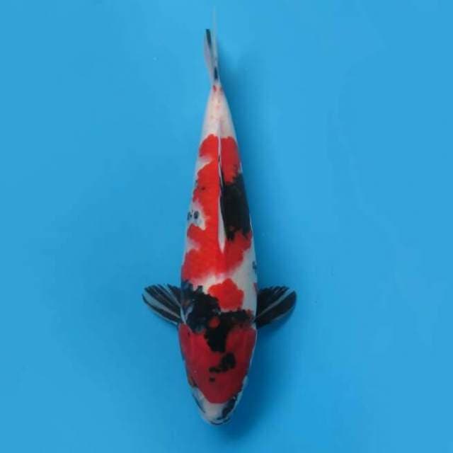 32cm Male - Red Showa Sanshoku