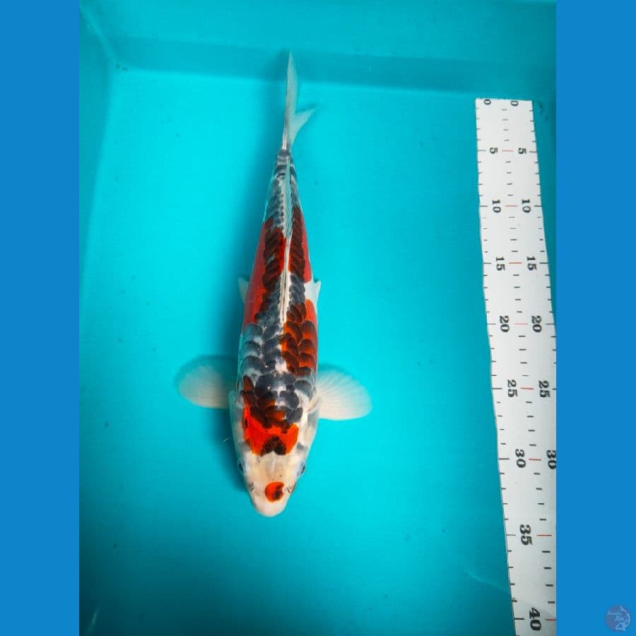 kujaku doit 33cm male