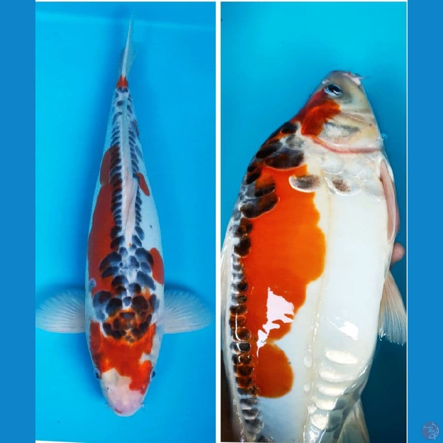 kujaku doit 38cm male (body punuk tebal)