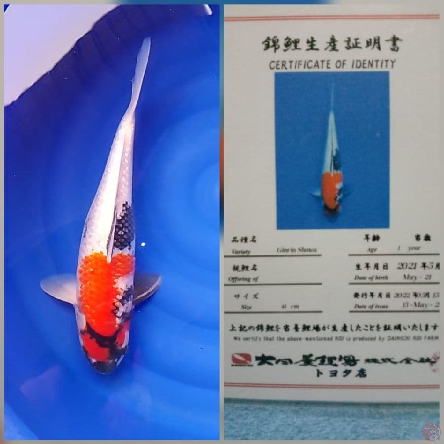 Ginrin Showa Dainichi Certy Lengkap